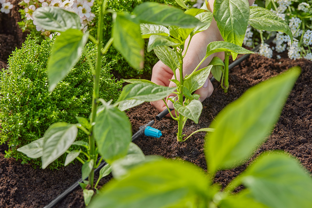 A close-up photo of a GARDENA Micro Drip irrigation system in a herb garden, near the base of young basil plants.