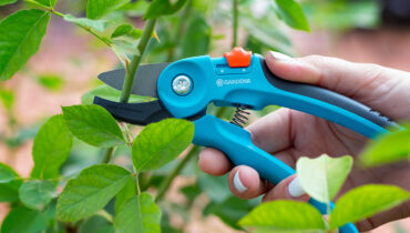 A pair of GARDENA secateurs cutting the stem of a rose plant.