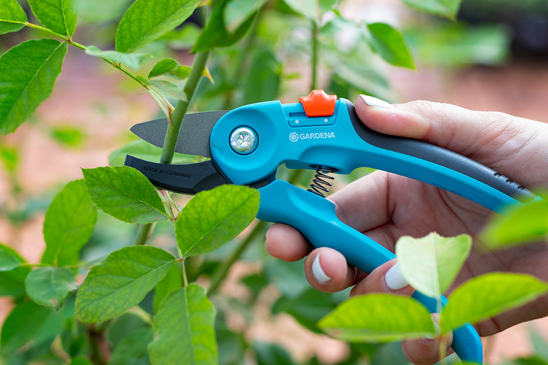 A pair of GARDENA secateurs cutting the stem of a rose plant.