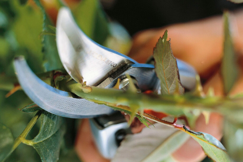 A pair of GARDENA secateurs cutting through a rose stem.