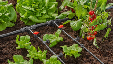 GARDENA Micro Drip System in a vegetable garden watering lettuce.