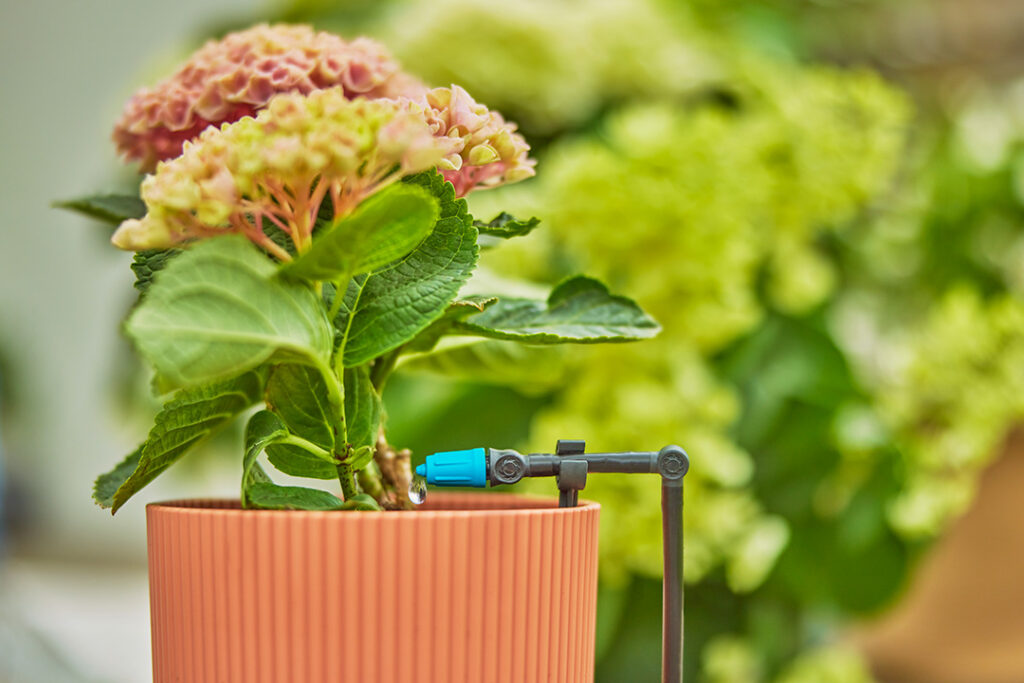 GARDENA Micro Drip System watering a small Hydrangea in a pot.