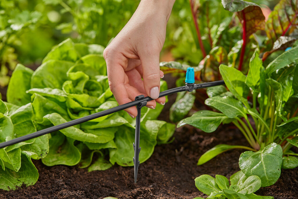 GARDENA Micro Drip System being pegged into the soil near some lettuce plants.