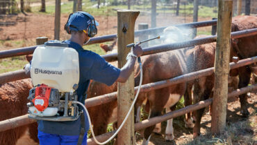 A farm worker sprays cattle livestock with a motorised Husqvarna sprayer