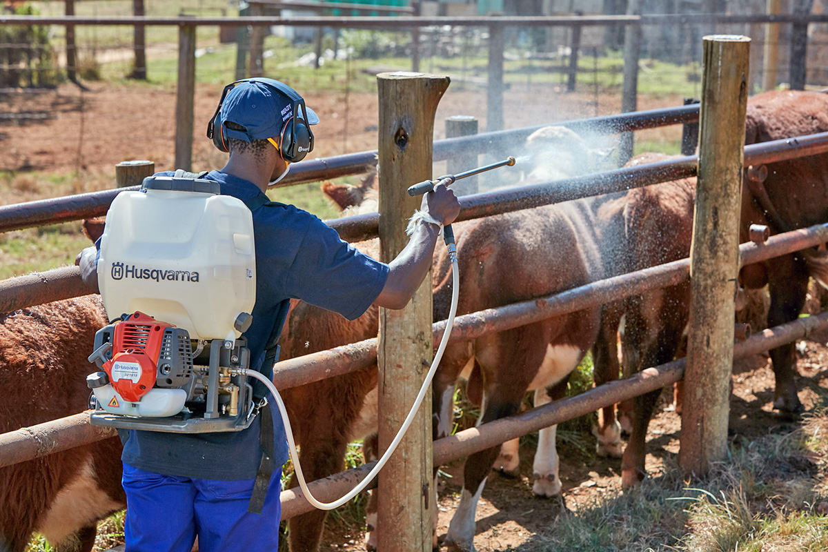 A farm worker sprays cattle livestock with a motorised Husqvarna sprayer