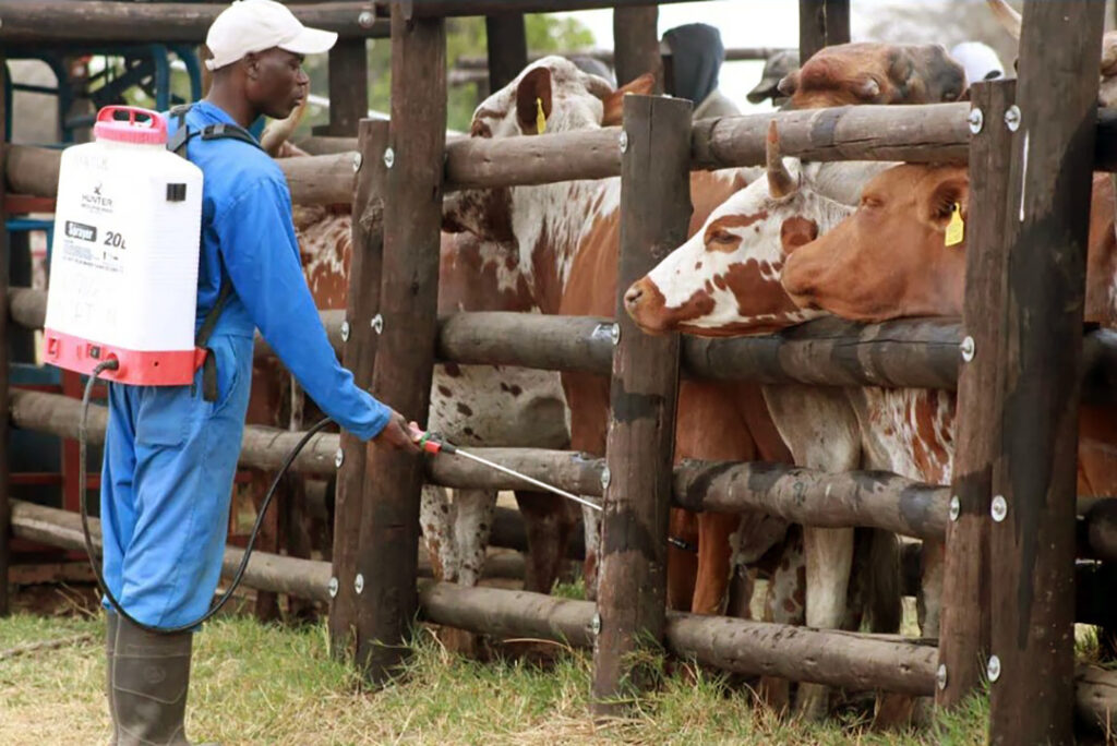 A farm worker sprays cattle with a Hunter battery sprayer.