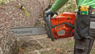 A Husqvarna 585 chainsaw cutting through a fallen pine tree.