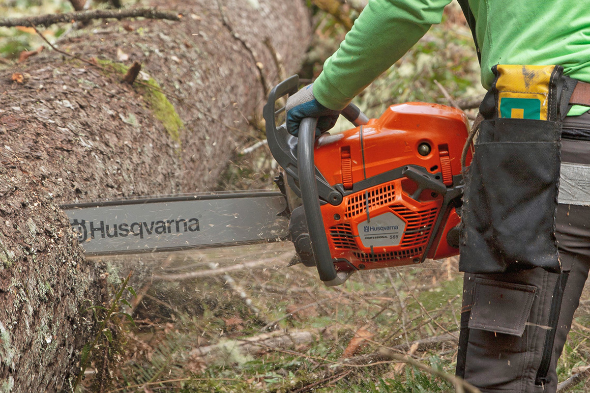 A Husqvarna 585 chainsaw cutting through a fallen pine tree.